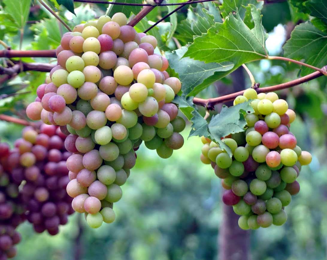 Agar Tanaman  Cepat Berbuah  Lebat Juru Kebun