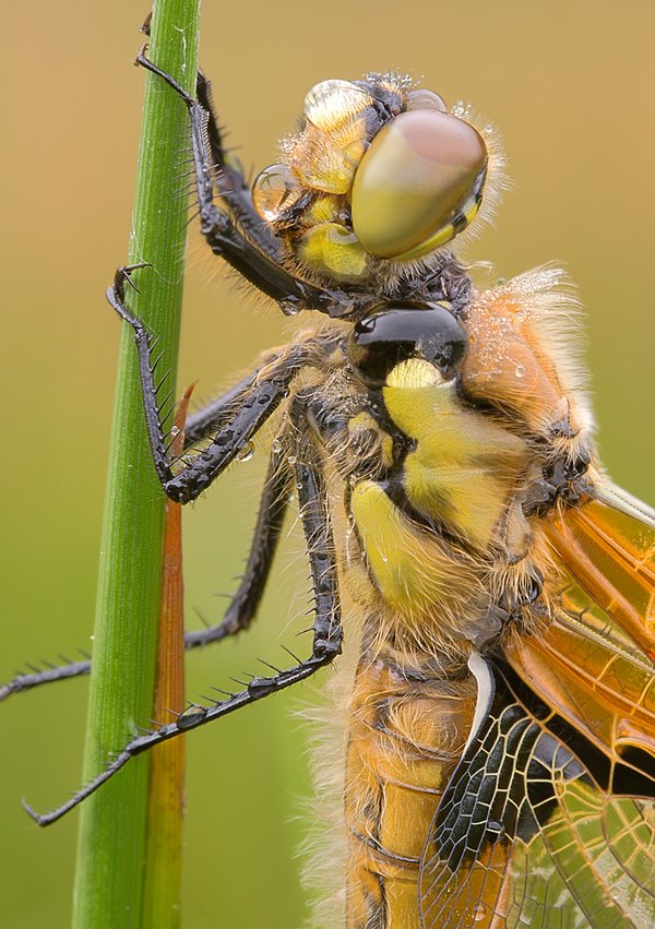 Insectos Sorprendentes