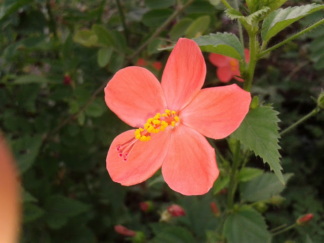 Orange Flower Colorfully