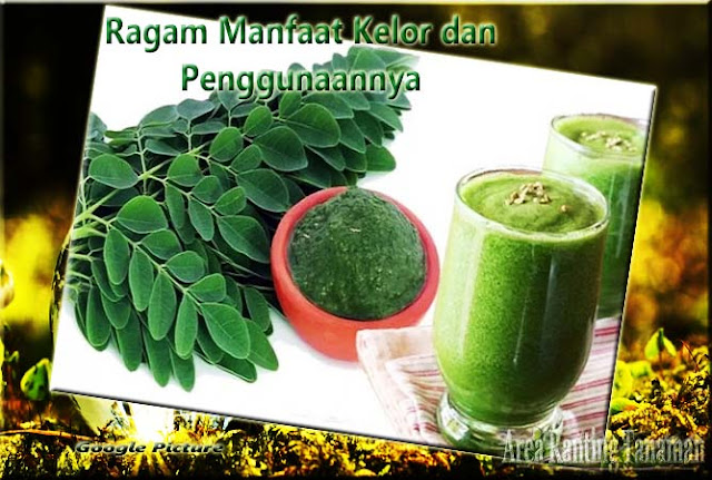 Ragam Manfaat Kelor dan Penggunaannya