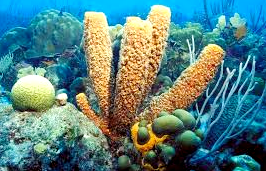 Pengertian Porifera, Ciri-Ciri, Reproduksi dan Klasifikasi 