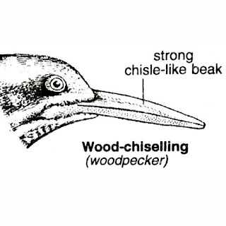 पक्षियों में चोंच के प्रकार (Types of Beaks in Birds)|in Hindi