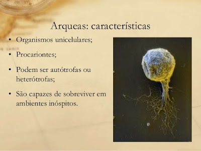 Arqueobactérias.