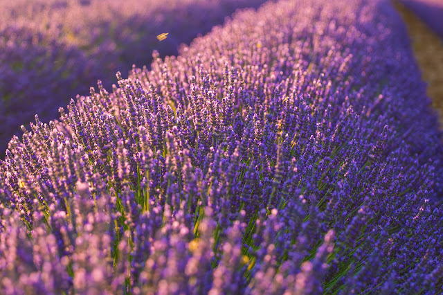 Valensole-Campi di lavanda al tramonto