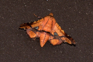 Orange Moth in Puriscal