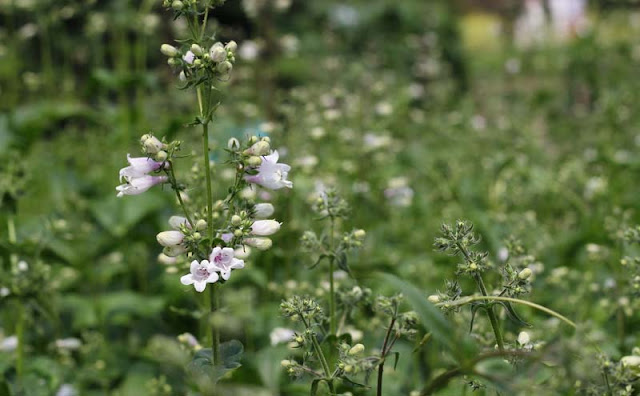 Foxglove Beardtongue Flowers Pictures