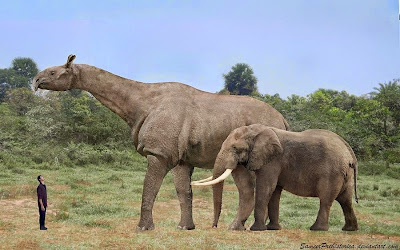 Paraceratherium