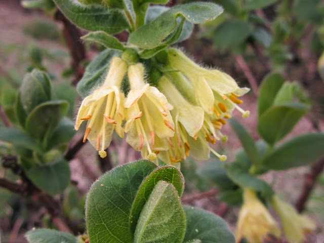 Fiori lonicera kamtschatica