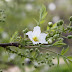 Yellowhorn Flowers Pictures