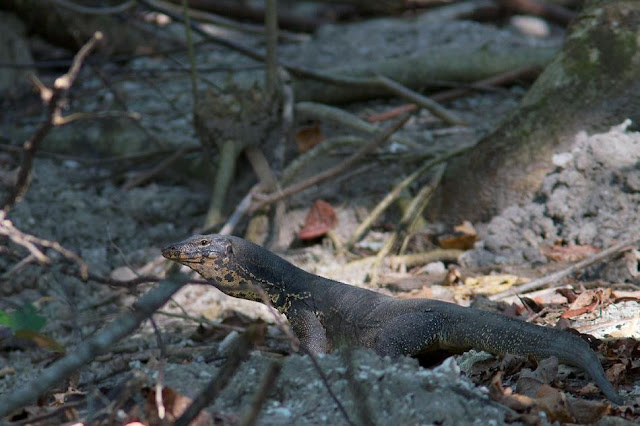 Water Monitors