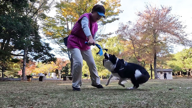 保護犬 ボーダーコリー トーマ