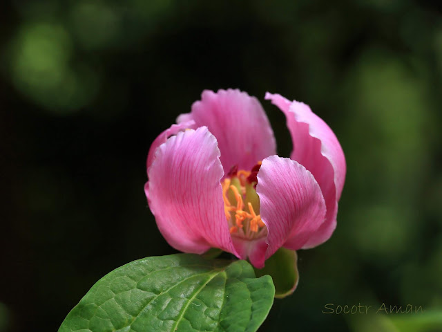 Paeonia obovata