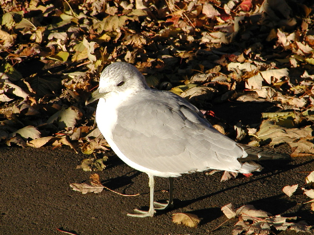 カモメ