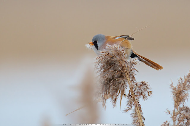 Baardman - Bearded Reedling