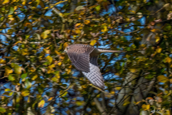 Kestrel