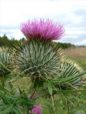 scottish thistle pictures