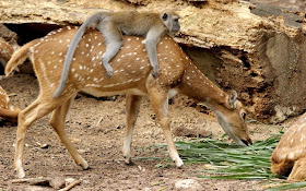 funny animal pictures, monkey rides deer