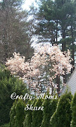 Pink and White Flowering Tree