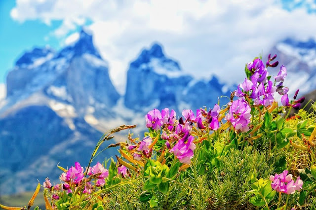 Giới thiệu địa điểm du lịch tuyệt đẹp ở Toress Del Paine, Chile 23