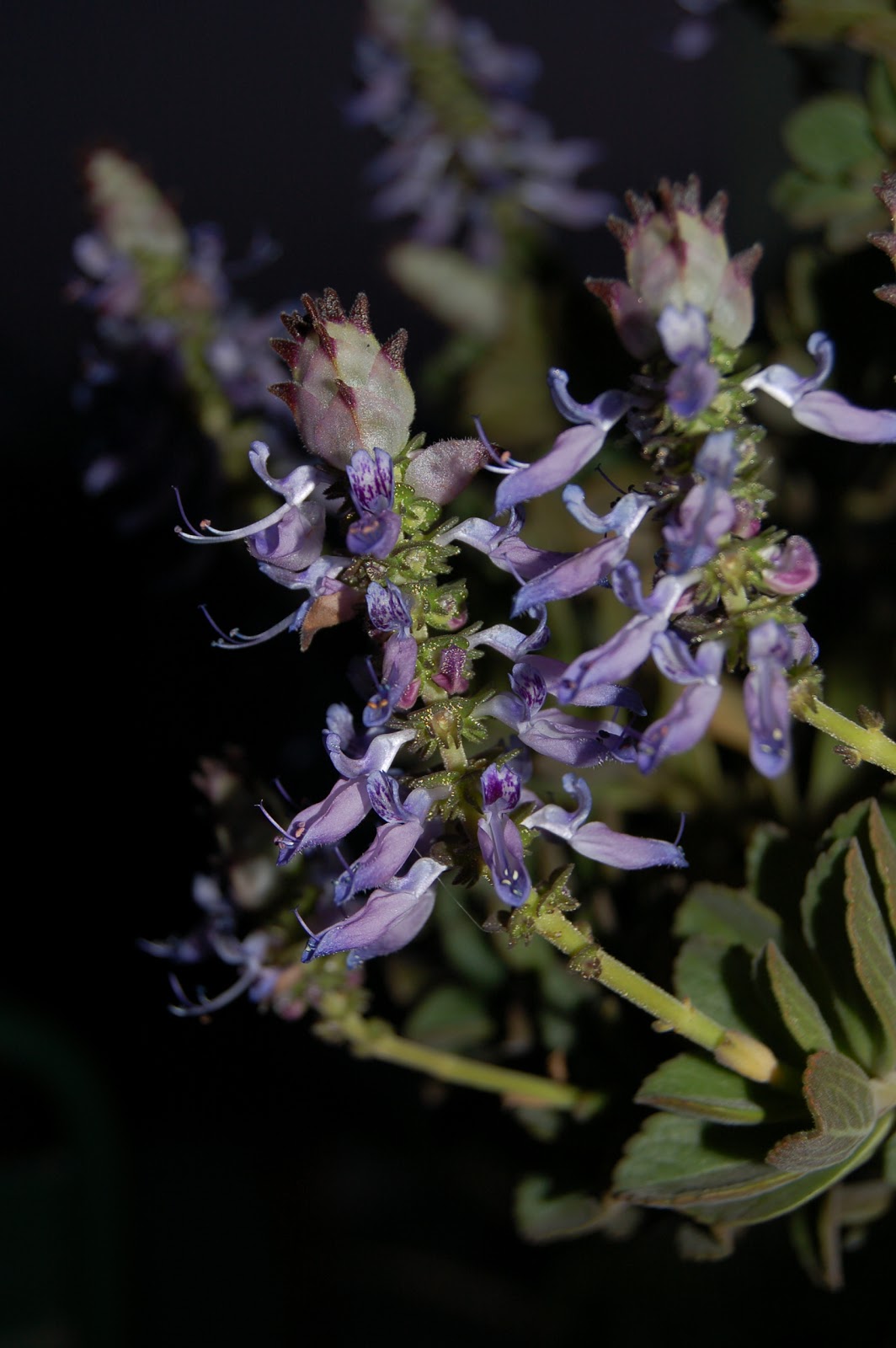 Plectranthus Ornatus Blu Violetto Per L Inverno