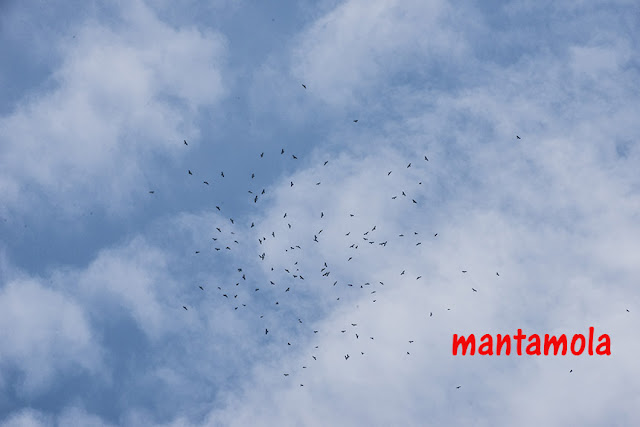 Flock of Black Baza