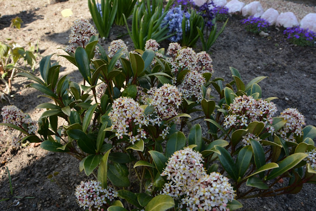 Garden in the spring