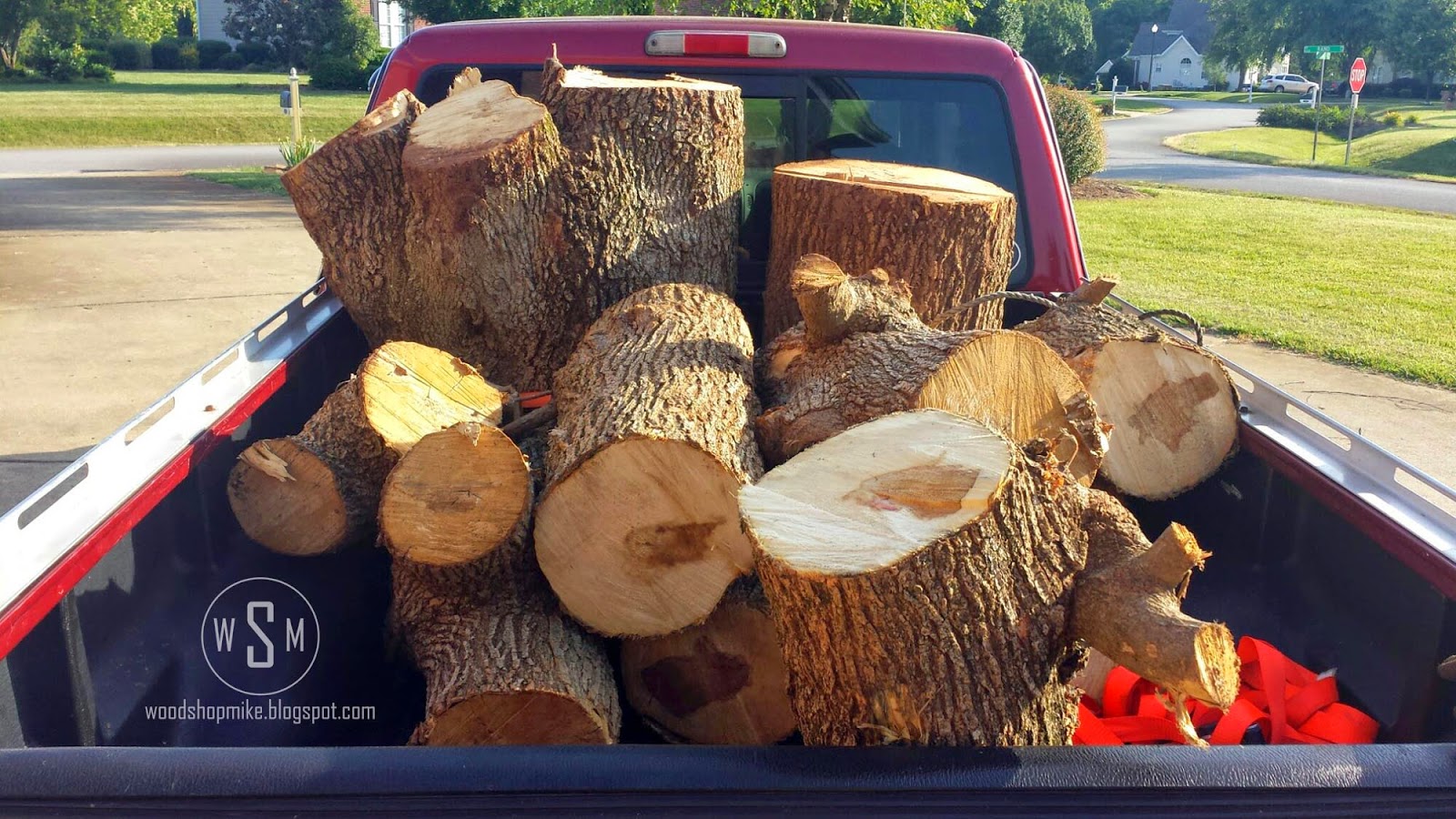 Box Elder Tree