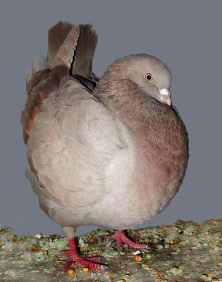 Schietti Modena Pigeon