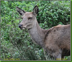 Bradgate Park - October
