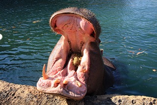 Hippo79