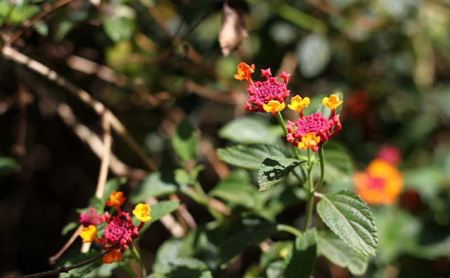 Lantana Flowers Pictures