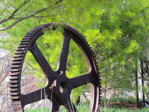 gear in pine needles