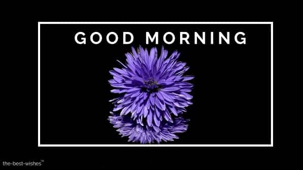 good morning image download with aster flower purple blossom