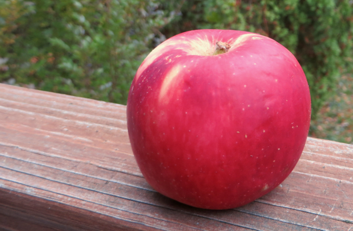 Apple with streaky red blush over yellow.