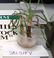  salsify plant