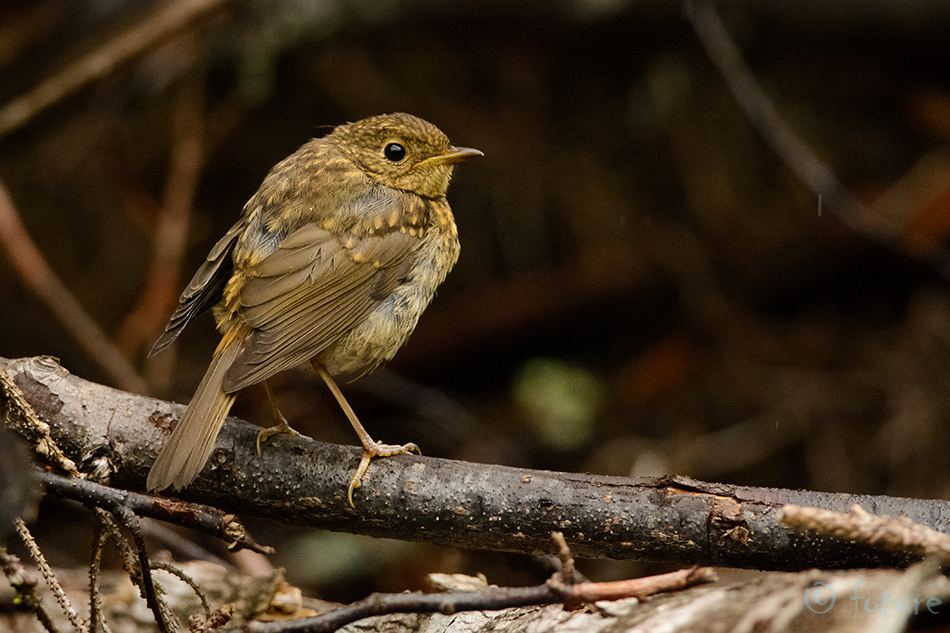 Punarind, Erithacus rubecula, European Robin, Redbreast