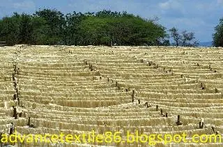 Sisal fiber processing