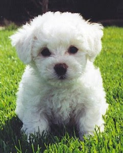 Bichon Frise Puppy Picture