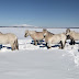 ¿Manadas de herbívoros para impedir el deshielo del permafrost?