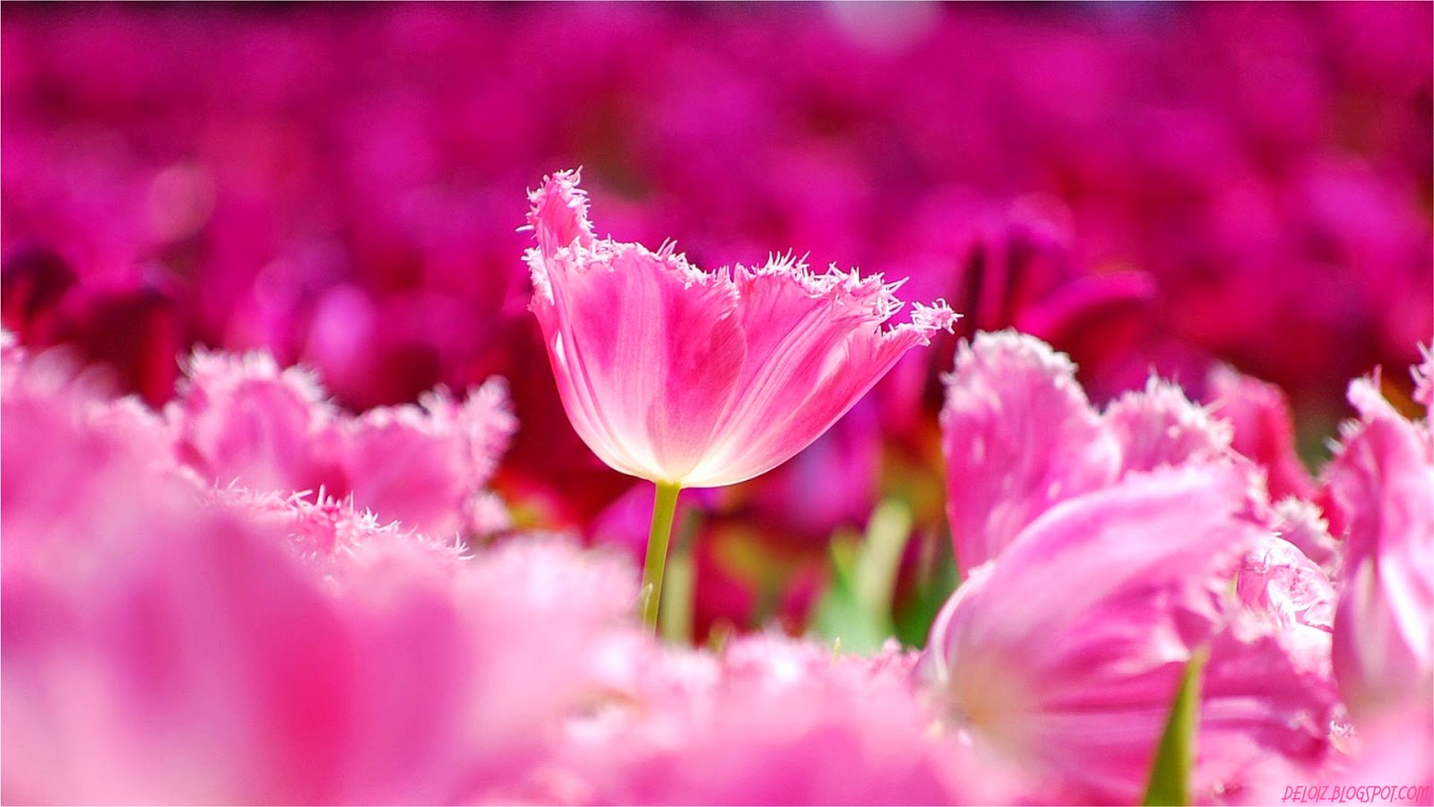Get HD Wallpaper: Wallpaper Bunga Tulip Pink