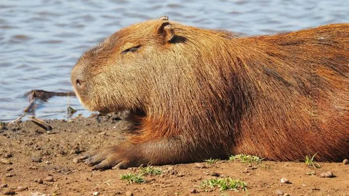 condutor atropelou capivara pagou r 8 mil indenizado