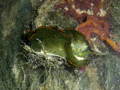 leaf slug, Elysia ornata