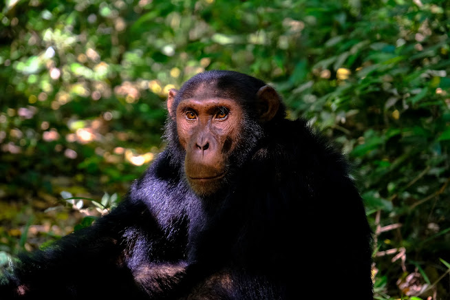 chimpanzee lifespan