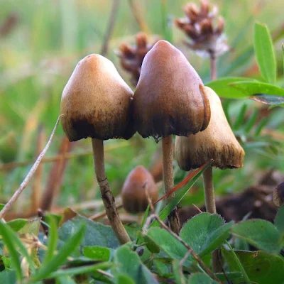 Main Psychoactive Mushrooms In Britain