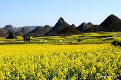 Luoping, a beautiful Canola fields in China