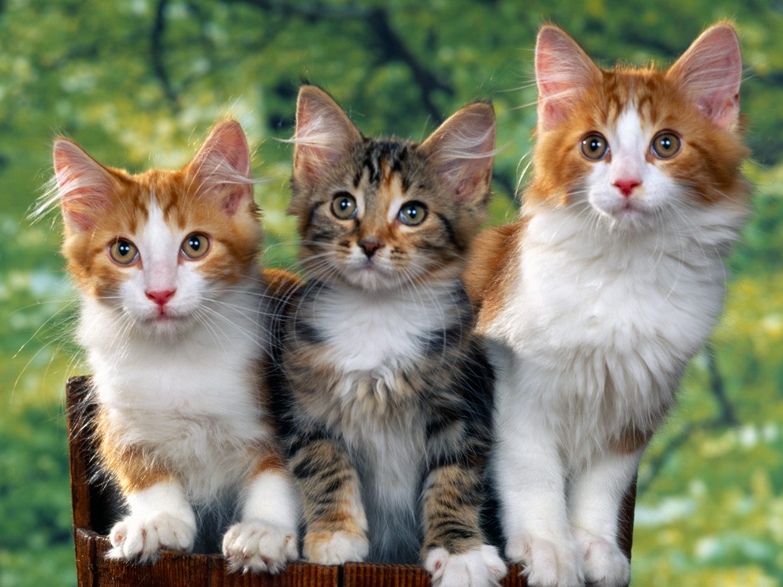 10 Gambar Kucing Lucu