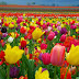 Tulip Flowers Wallpaper 0615131