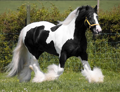 beautiful horse