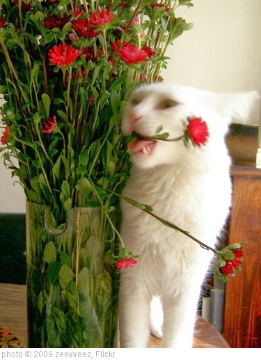 'My cat eating my flowers' photo (c) 2009, zeevveez - license: http://creativecommons.org/licenses/by/2.0/