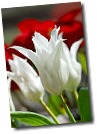 2448_2007-0104-white-tulips_s